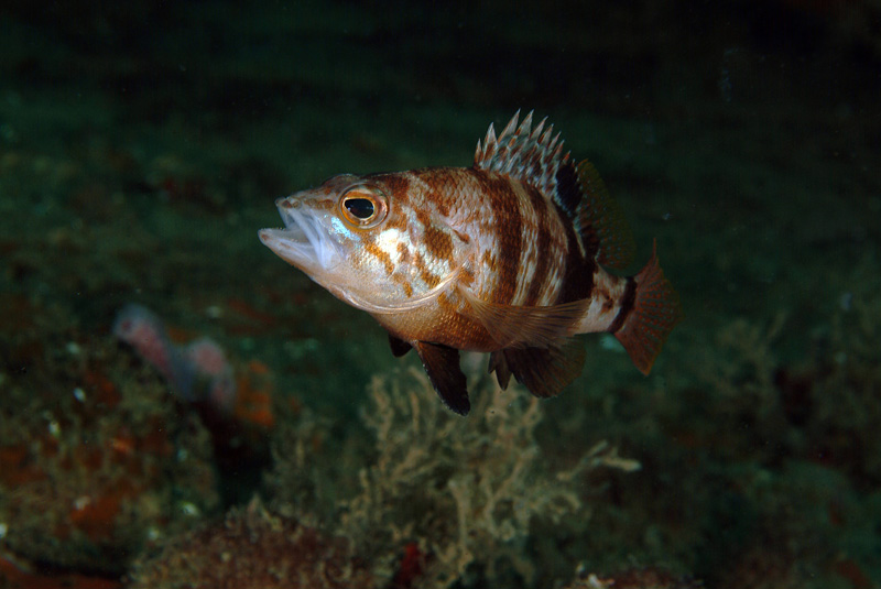 Serranus hepatus 13-06-09